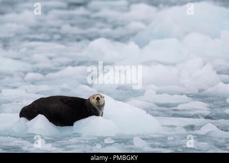 Sea otter, Prince William Sound, Chugach National Forest, Alaska. Stock Photo