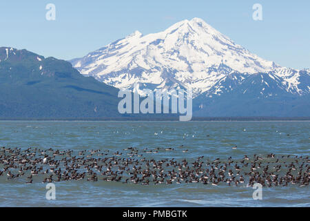 Raft of Common  Murres with Mt Redoubt volcano,  Lake Clark National Park, Alaska. Stock Photo