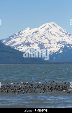 Raft of Common  Murres with Mt Redoubt volcano,  Lake Clark National Park, Alaska. Stock Photo