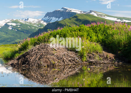 Beaver house, Lake Clark National Park, Alaska. Stock Photo