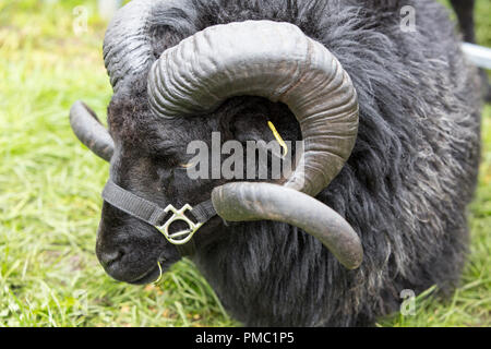 A Black Welsh Mountain ram at the Westmorland County Show, near Kendal, Cumbria, UK. Stock Photo