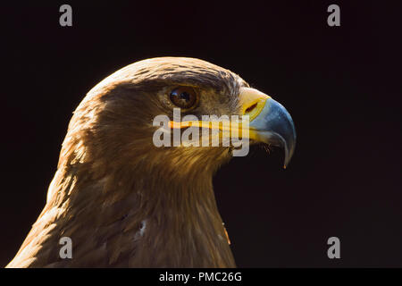 Steppe Eagle, Aquila nipalensis orientalis, Portrait, Bavaria, Germany Stock Photo