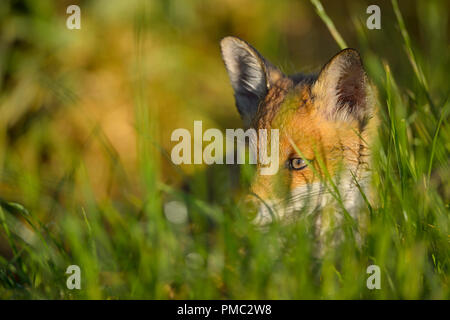 Red Fox, vulpes vulpes, Young Fox, Germany, Europe Stock Photo