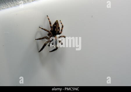 Jumping spider. Stock Photo