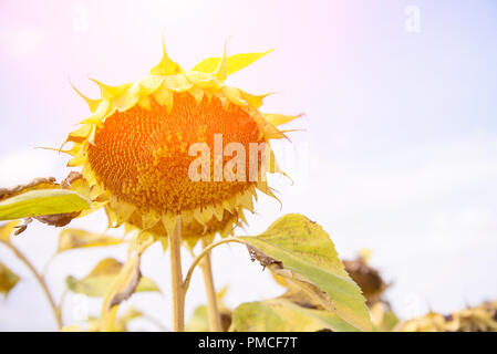 Dry sunflowers in a field for making oil in the autumn sun Stock Photo