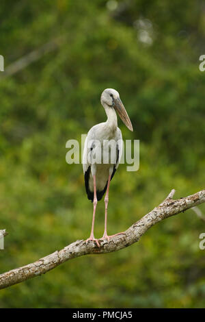 Asian Openbill stork (Anastomus oscitans) Stock Photo