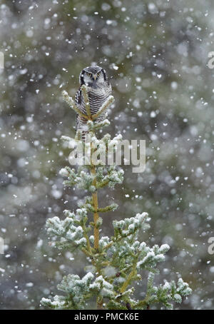 Northern hawk-owl in a snowstorm, Arctic Alaska. Stock Photo