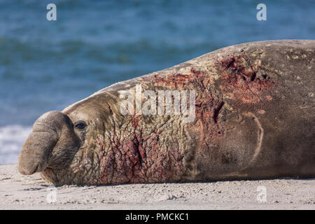 Southern Elephant Seal, Sea Lion Island, Falkland Islands. Stock Photo