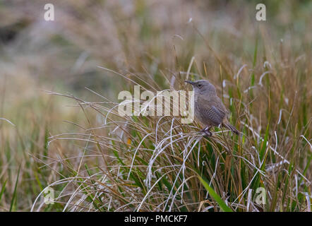 Cobb's Wren, Sea Lion Island, Falkland Islands. Stock Photo