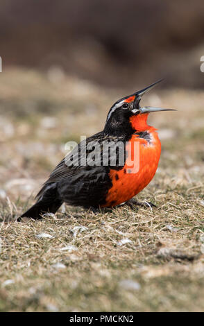 Long-tailed meadowlark, Carcass Island, Falkland Islands. Stock Photo