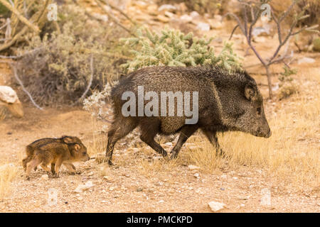 Javalina.  Arizona. Stock Photo