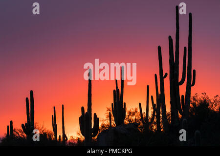 Sagauro cactus silhouetted against sunset sky.  Arizona.