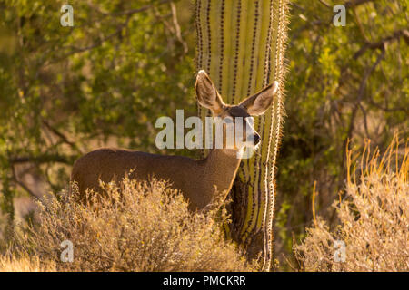 Mule Deer, Arizona. Stock Photo
