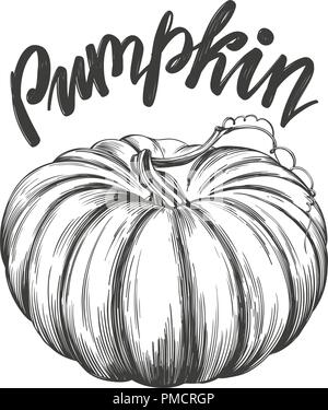 Pumpkin vegetable hand drawn vector illustration realistic sketch Stock Vector