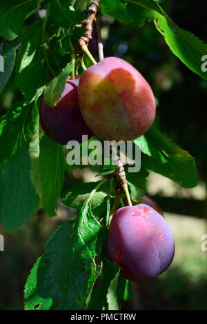 Marjorie's seedling plum Stock Photo