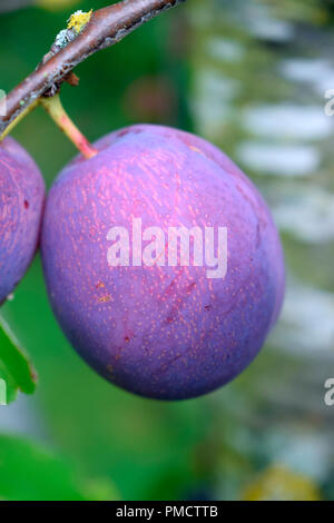 Marjorie's seedling plum Stock Photo