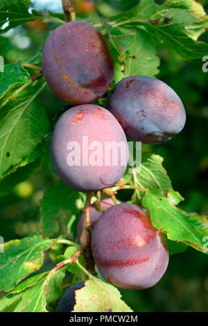 Marjorie's Seedling plum Stock Photo