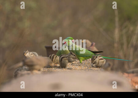Rose Ringed parakeet feeding corn amidst squirrels in an urban park Stock Photo