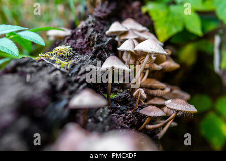 These fungi were growing on an old log at Calderwood Country Park, West Lothian Stock Photo