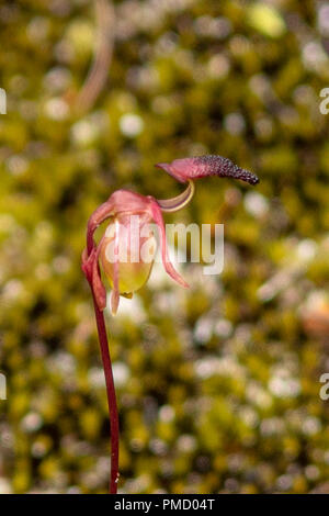 Paracaleana nigrita, Flying Duck Orchid Stock Photo