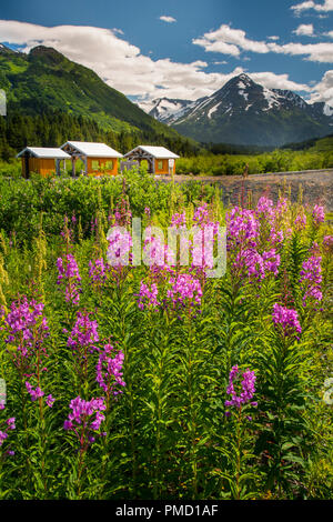 Alaska Railroad Glacier Discovery train trip,  Chugach National Forest, Alaska. Stock Photo