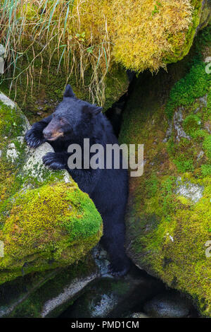 Anan Creek Bear Observatory, Tongass National Forest, Alaska. Stock Photo