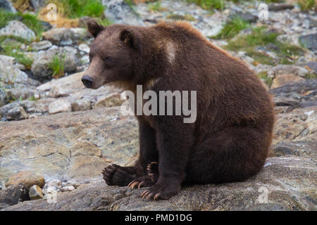 Brown bears, Baranof Island, Tongass National Forest, Alaska. Stock Photo