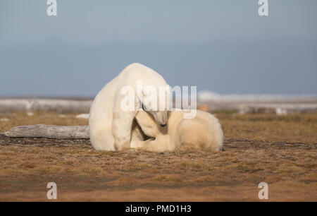 Polar bears (Ursus maritimus),  Arctic National Wildlife Refuge, Alaska. Stock Photo