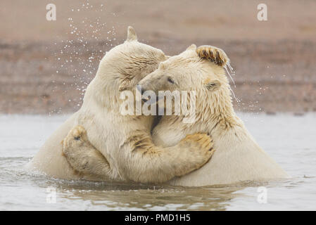 Polar bears (Ursus maritimus),  Arctic National Wildlife Refuge, Alaska. Stock Photo