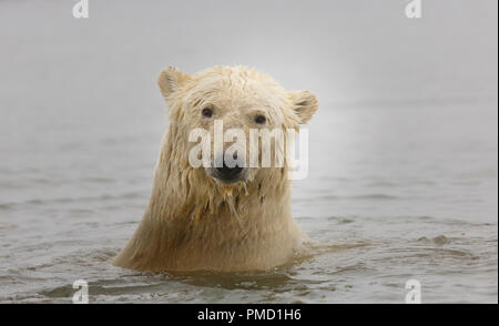 Polar bears (Ursus maritimus),  Arctic National Wildlife Refuge, Alaska. Stock Photo