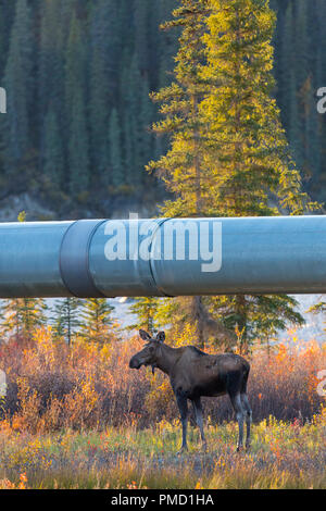 Alaska Brooks Range Trans Alaska Pipeline USA America United States ...