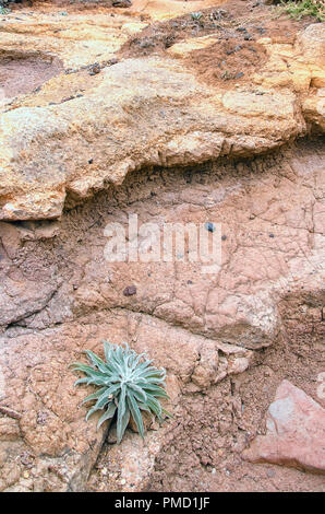 Naturally terraced surface of beautifully colored pink, brown and yellow soil of Madeira island. Single blue and green plant is growing in crack in ar Stock Photo