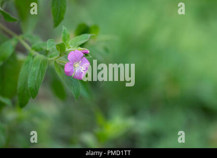 Portrait of beautiful lonely garden geranium against green natural background Stock Photo