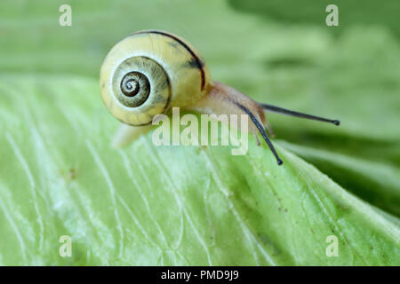 Snail crawling on green salad - Macro photography Stock Photo