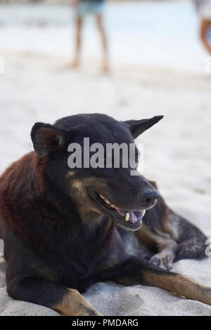 Thai beach dog lying in the sand Stock Photo