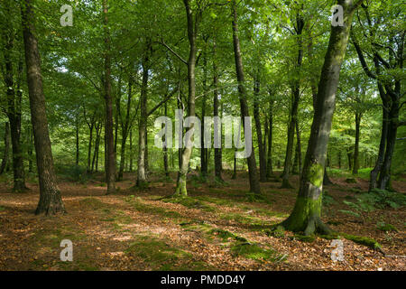 Early autumn at Beacon Hill Wood in the Mendip Hills, Somerset, England. Stock Photo