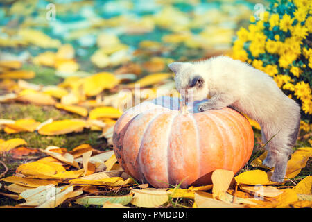 A small kitten climbs a large pumpkin in the garden on autumn yellow leaves in autumn