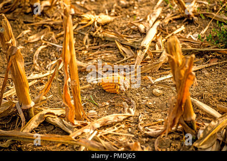 corn cob on harvested field in autumn Stock Photo