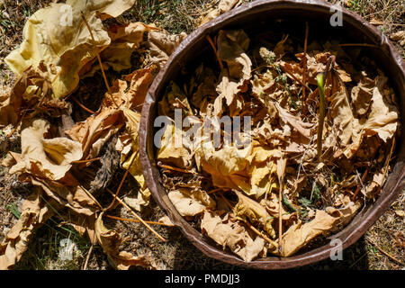 Collecting dead leaves to produce compost, Lyon, France Stock Photo