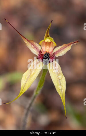 Caladenia macrostylis, Leaping Spider Orchid Stock Photo