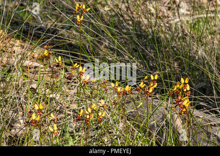 Colony of Diuris magnifica, Pansy Orchids at Boyup Brook, WA, Australia Stock Photo