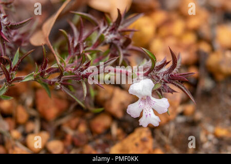 Hermiandra linearis, Greater White Snakebush Stock Photo