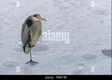 Adult Grey Heron standing on one leg on frozen lake Stock Photo