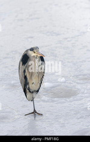 Adult Grey Heron standing on one leg on frozen lake Stock Photo