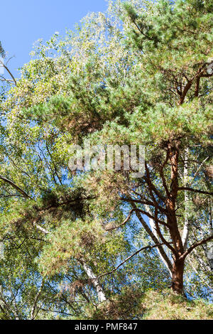 tops of birch and pine trees in urban park in sunny day at begining of ...