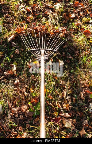 removing the fallen leaves illuminated by sun on backyard with garden rake in autumn evening Stock Photo