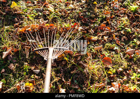 removing the fallen leaves illuminated by sun from the lawn with garden rake in autumn evening Stock Photo