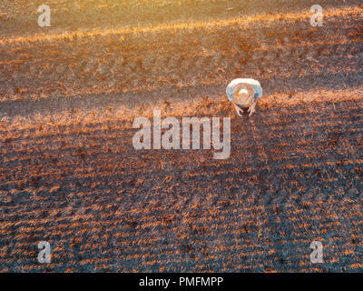Top view of male farmer flying a drone with remote control in harvested wheat stubble field in summer sunset Stock Photo