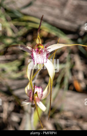Caladenia longicauda, White Spider Orchid Stock Photo