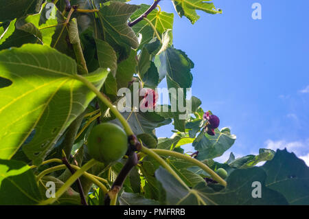Ripe colorful sweet figs fruit on branches, close up Stock Photo
